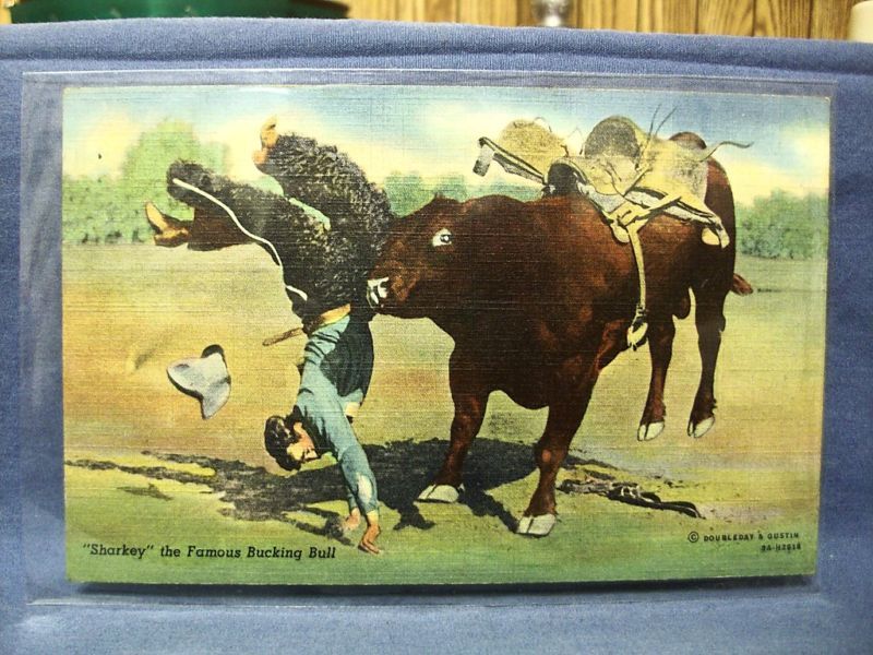 Vintage Postcard Sharkey  Famous Bucking Bull   